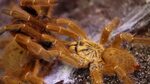 OBT Breeding With the Deadly Tarantula Girl - YouTube